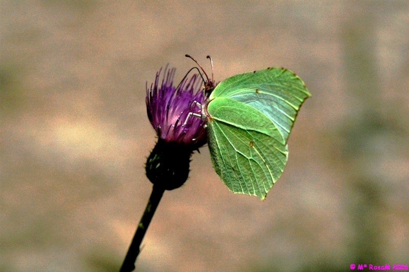 mariposa verde