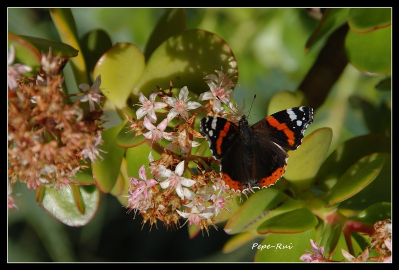 mariposa