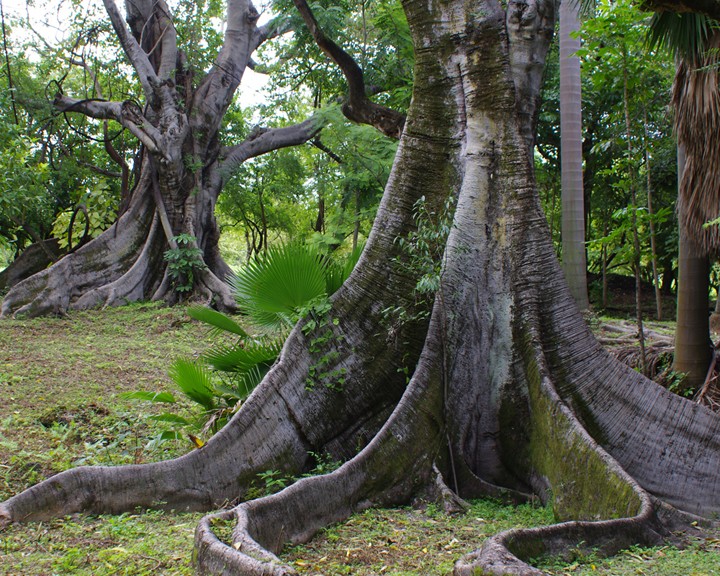 RAICES...........