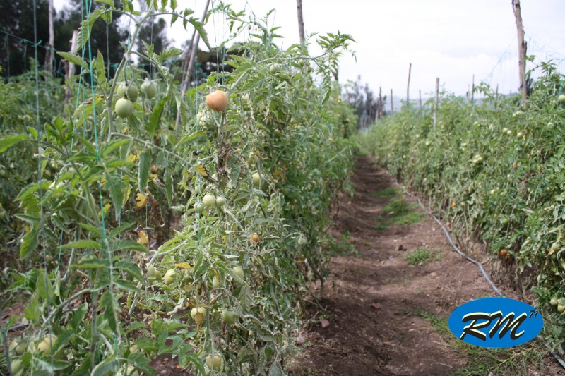 Cultivo de Tomate