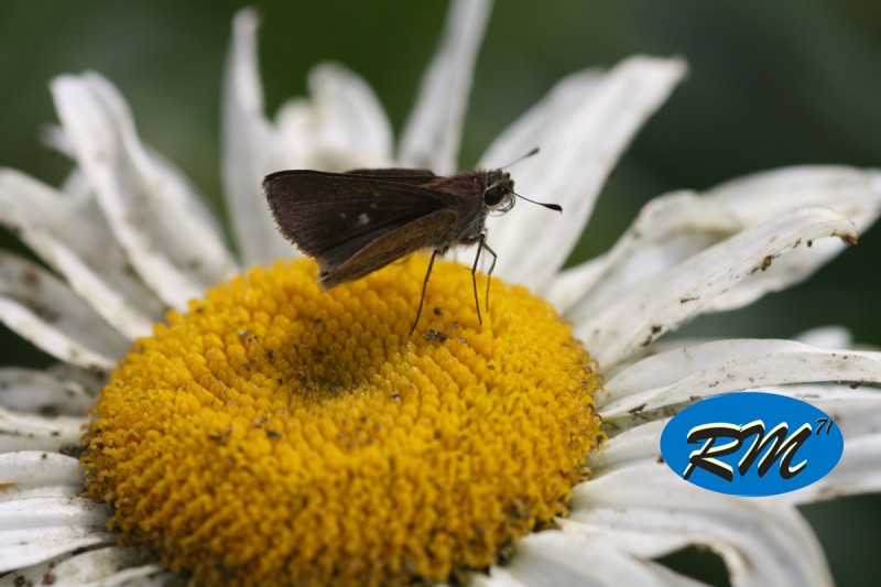 Mariposa y Flor 1