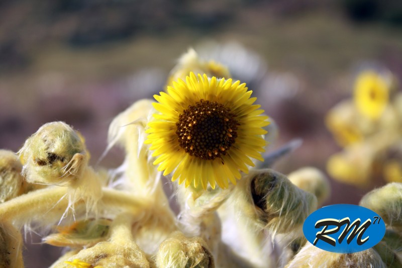 Flor del Frailejon de Octubre 2