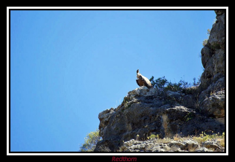 Buitre leonado oteando el horizonte