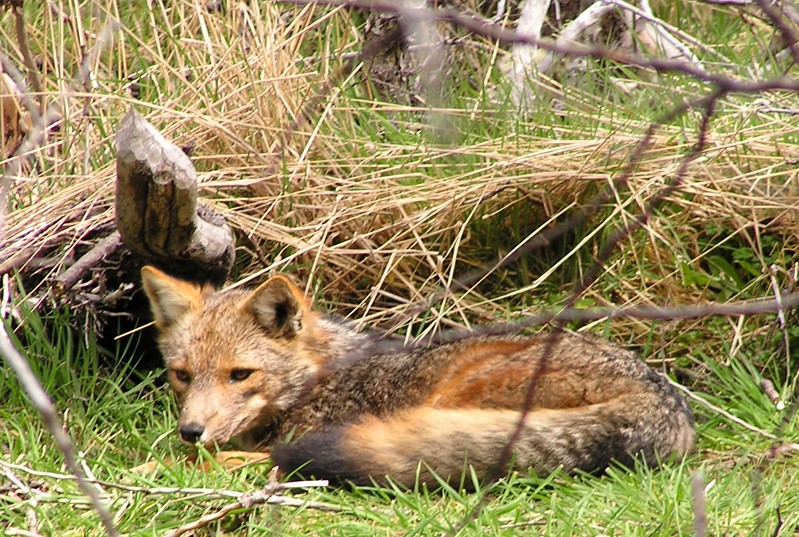 la fauna de Tierra de fuego 