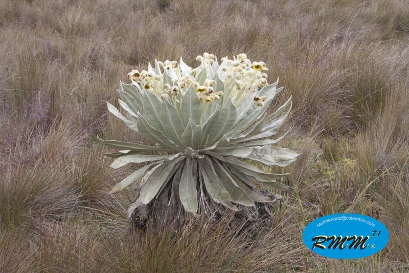 Jardn de Frailejones 6  Paramo Colombiano