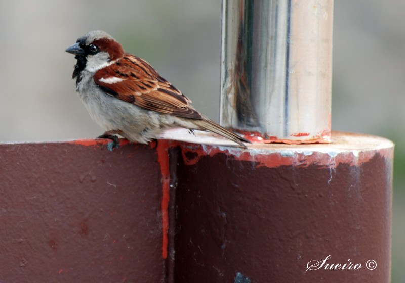 pajaro urbano