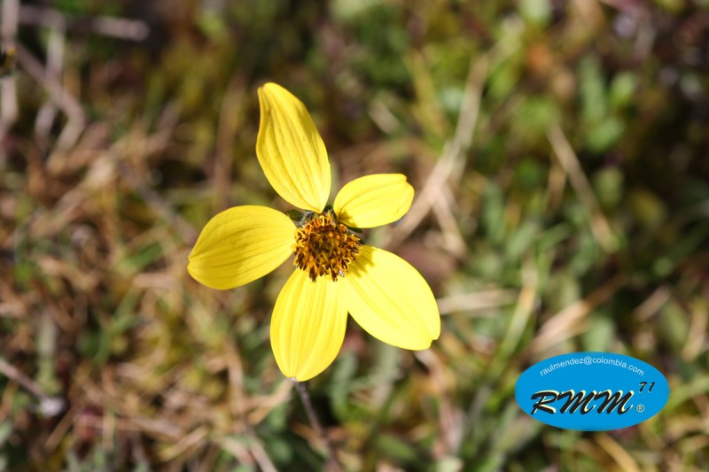 Flor del  paramo de siscunsi Boyaca Colombia 