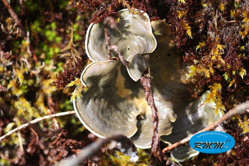 liquen de paramo