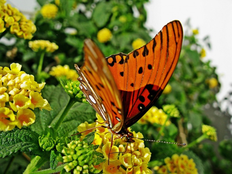 SABOR A MARIPOSAS