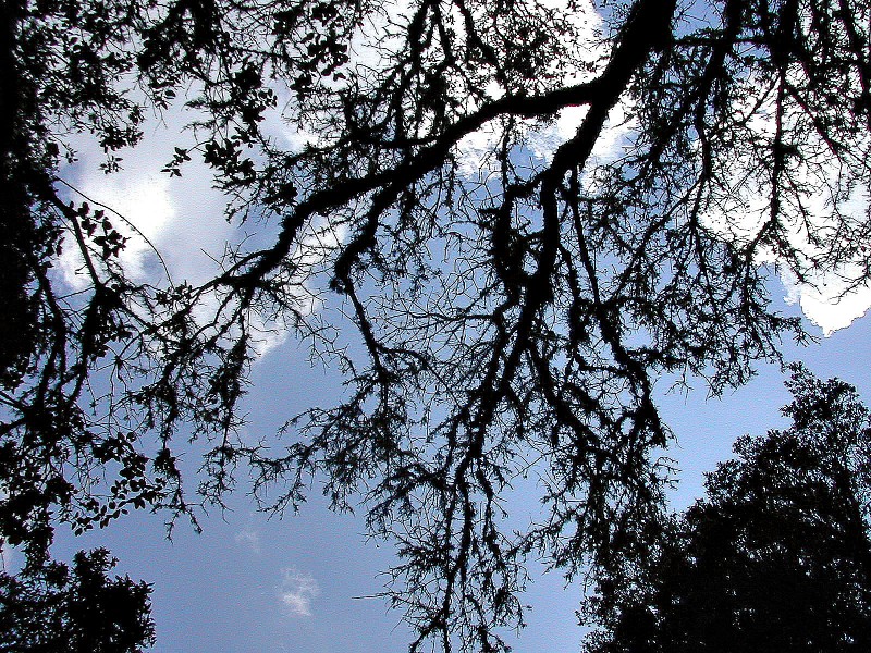 arbol mirando al cielo