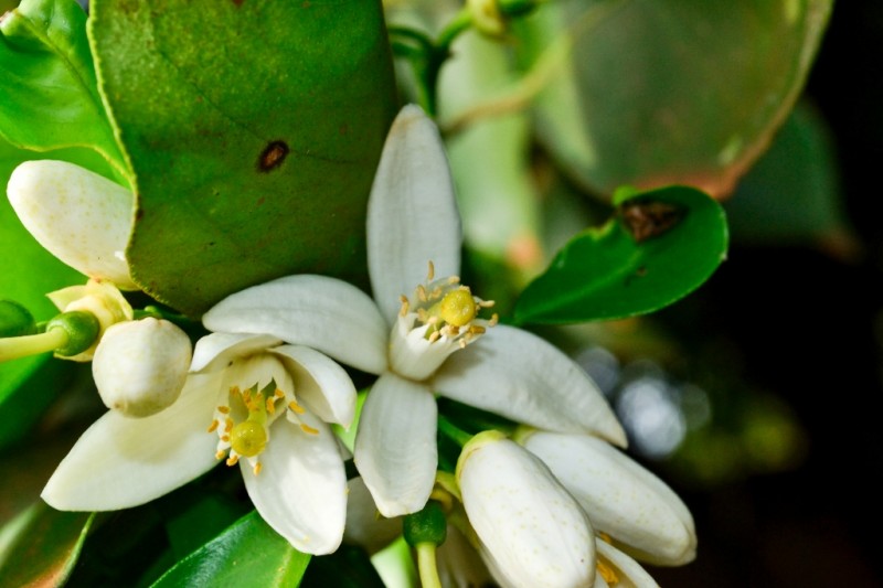 Futuros limones