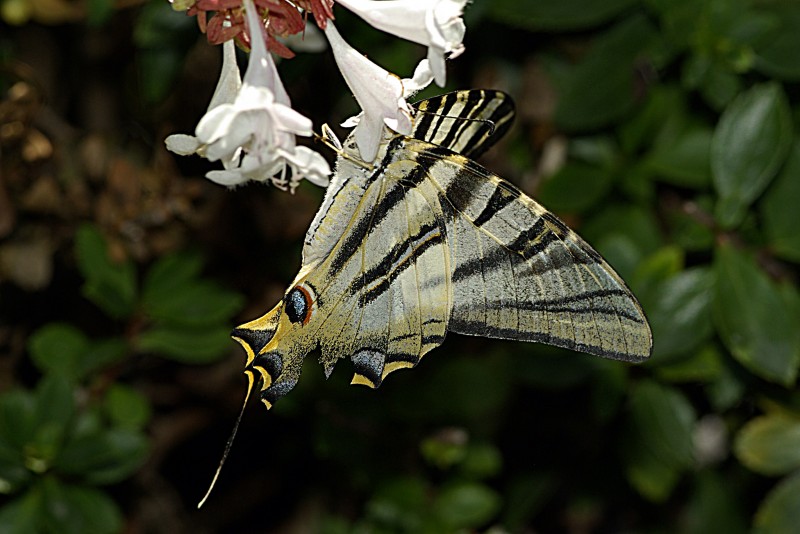 mariposa