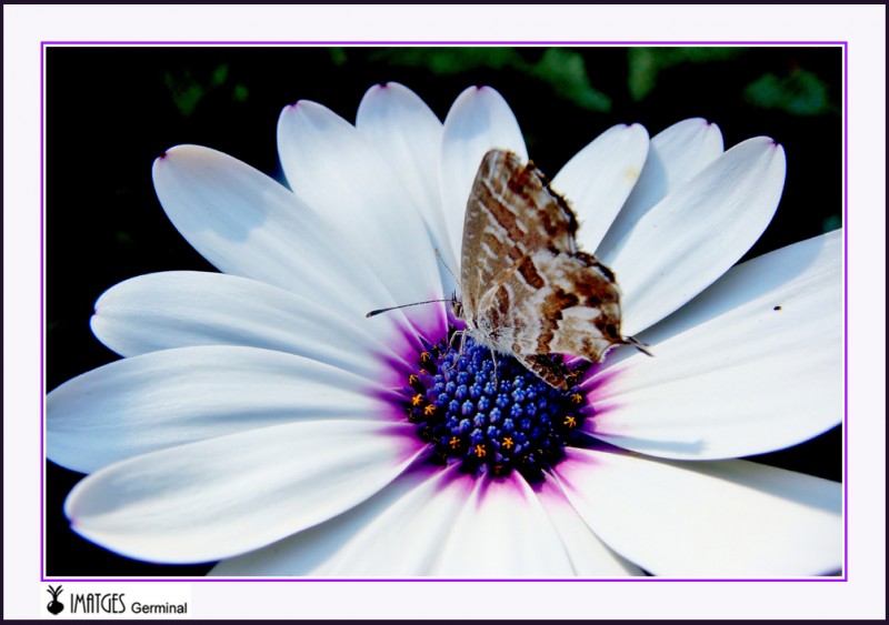 Mariposa en margarita