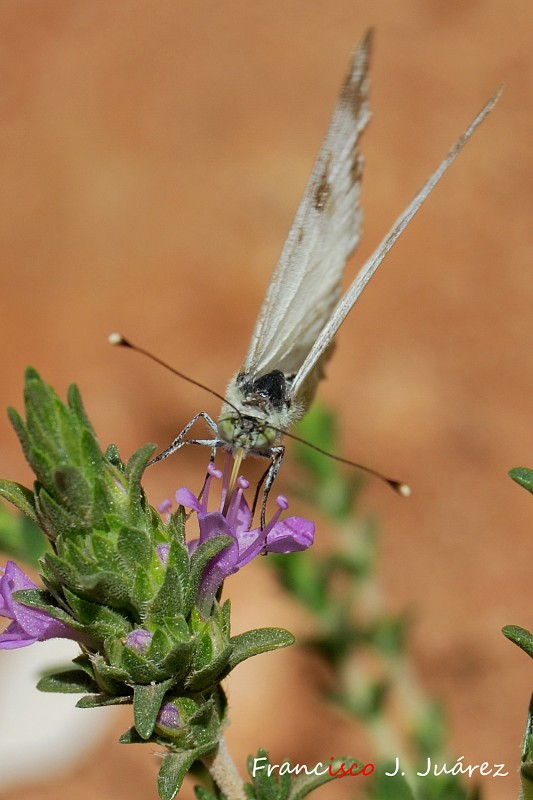 Mariposa libando