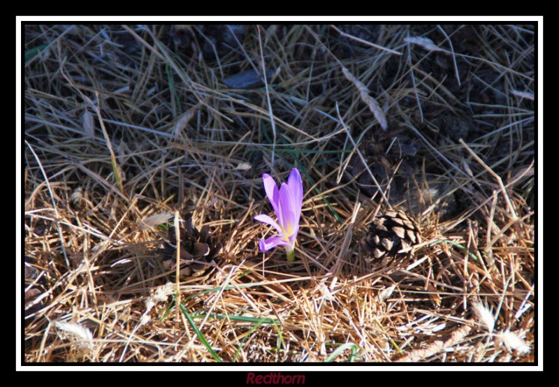 Humilde flor violeta