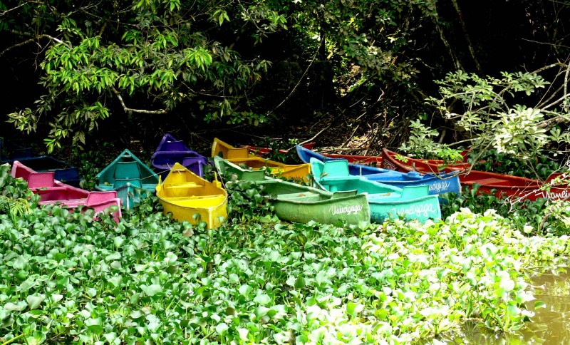 Canoas en el lirio