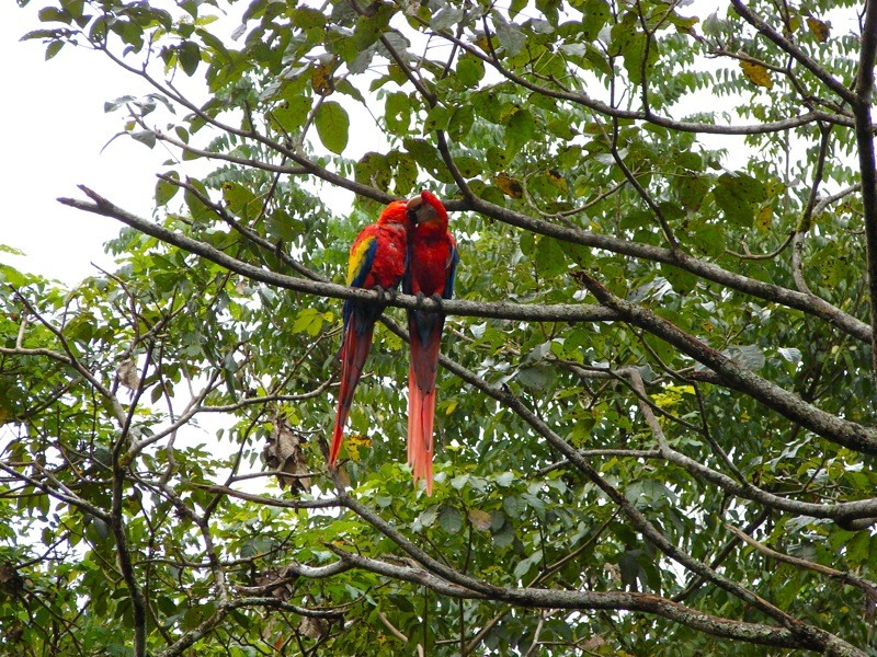 Besos de Guacamaya