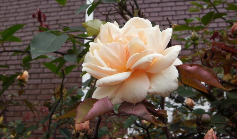 Rosa Amistad