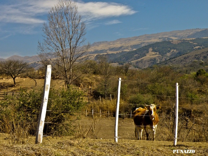 AQUELLA SOLITARIA VACA