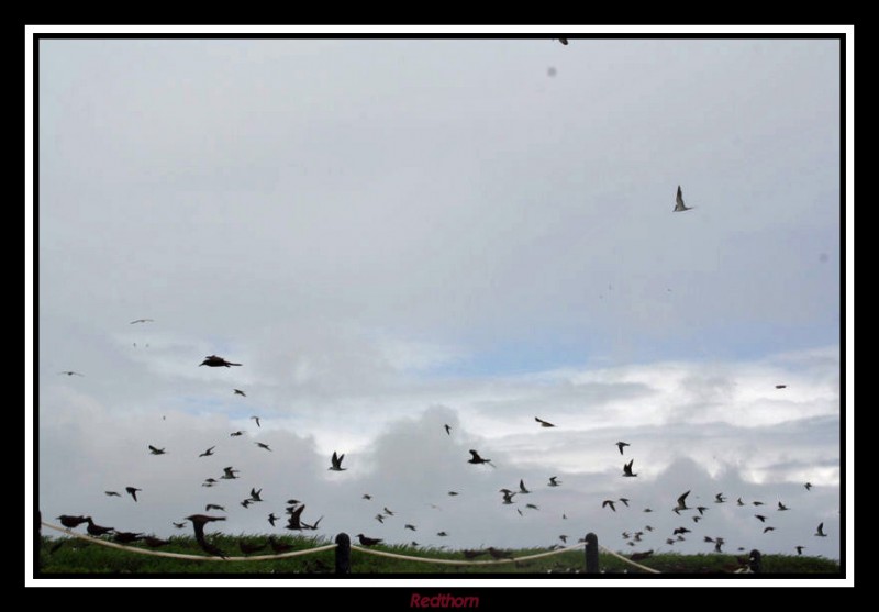 Volando en libertad