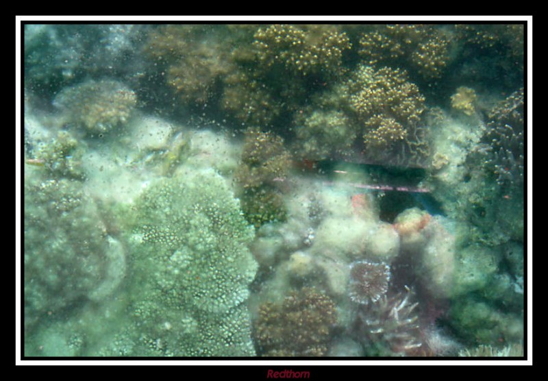 Polipos formadores barrera de coral