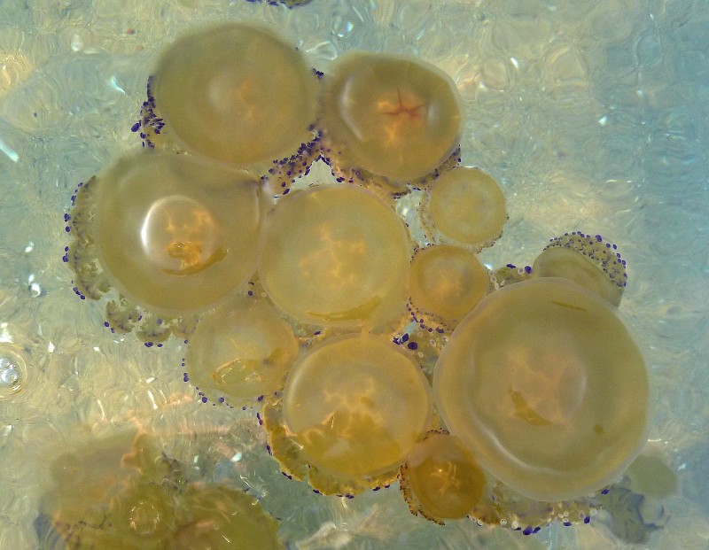 Medusas Jun 11 22