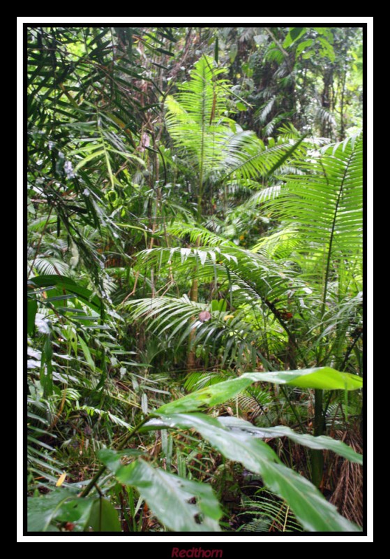 Selva de palmeras