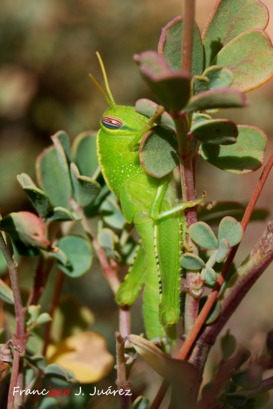 Saltamontes