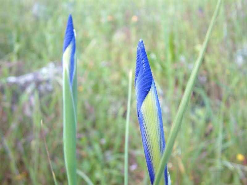 Sierra de humilladero