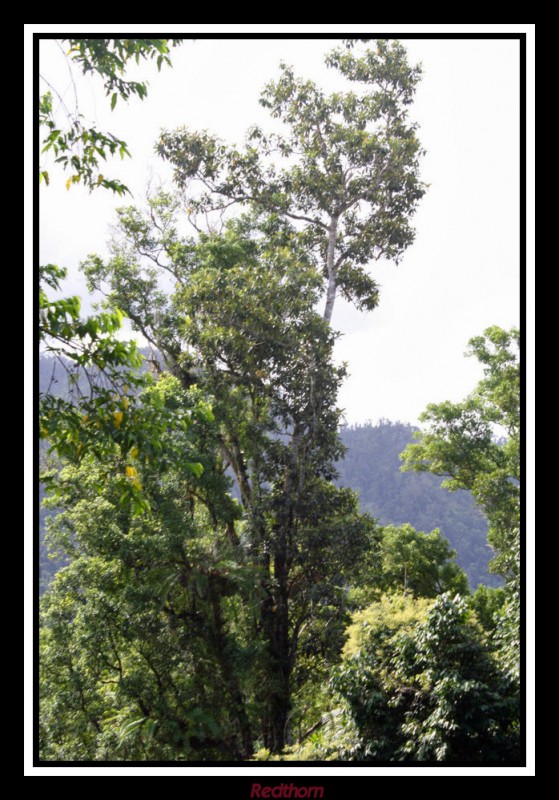 Arbol gigante