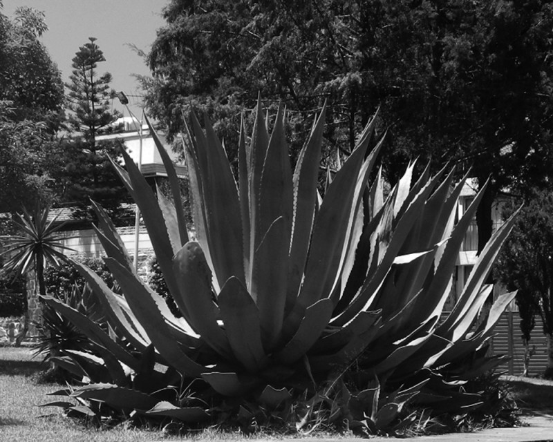 MAGUEY