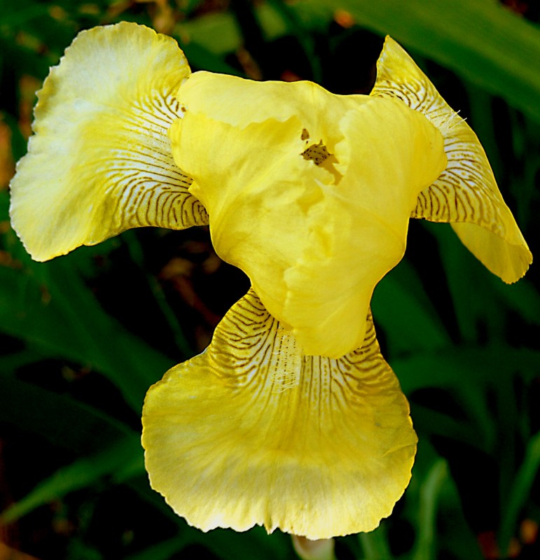 Amarillo