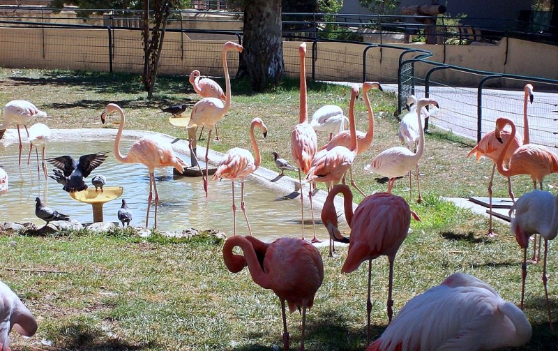 Flamencos rosas