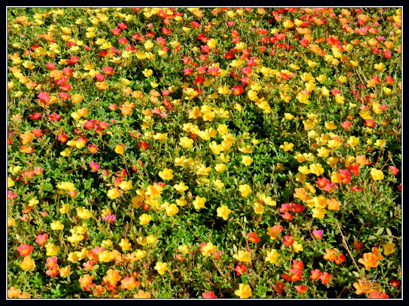 Alfombra de flores