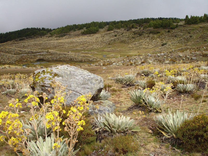 Paramo(laguna de mucubaj)