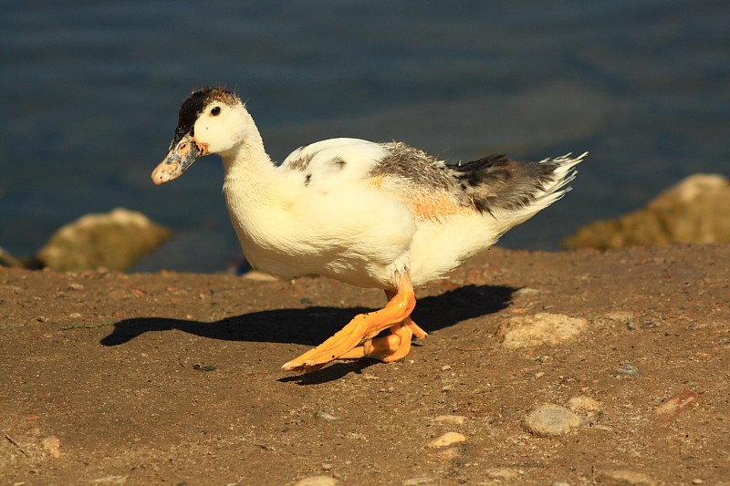 un pato