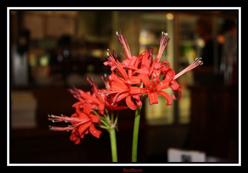 Hermosa flor roja