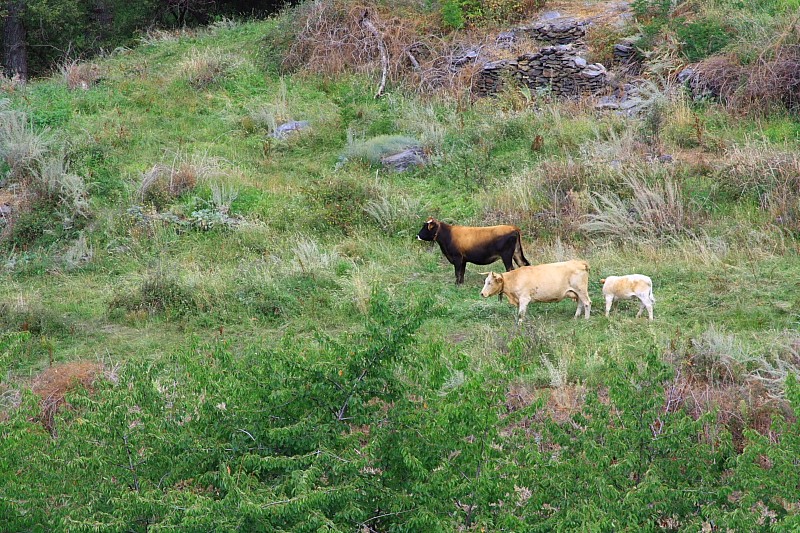 el campo