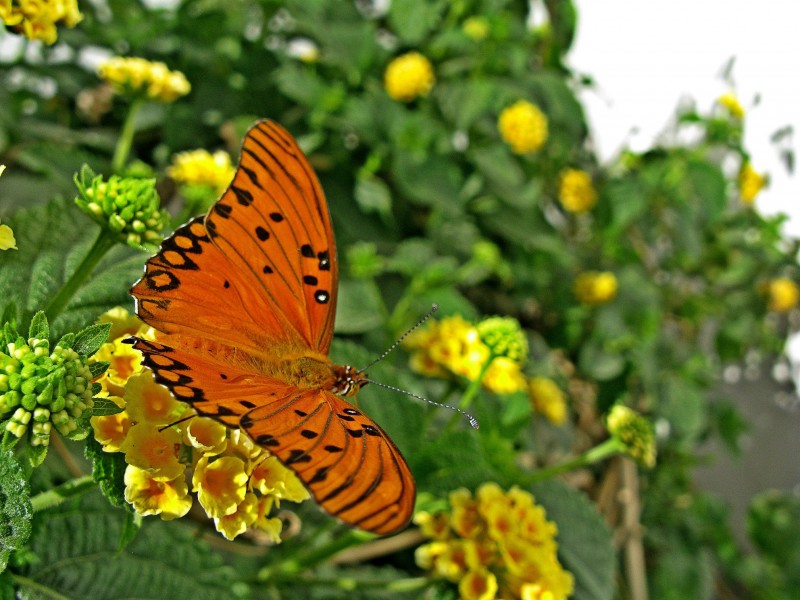 COMO UNA MARIPOSA