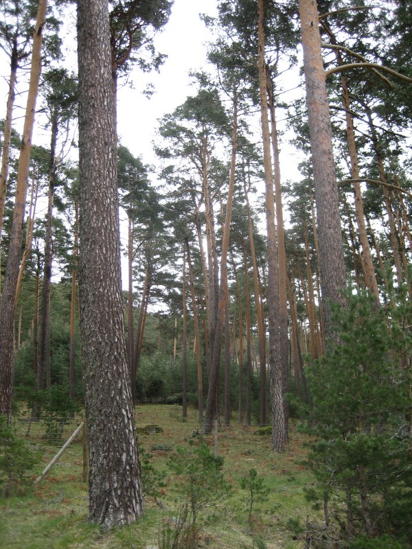 Bosque de Navacerrada