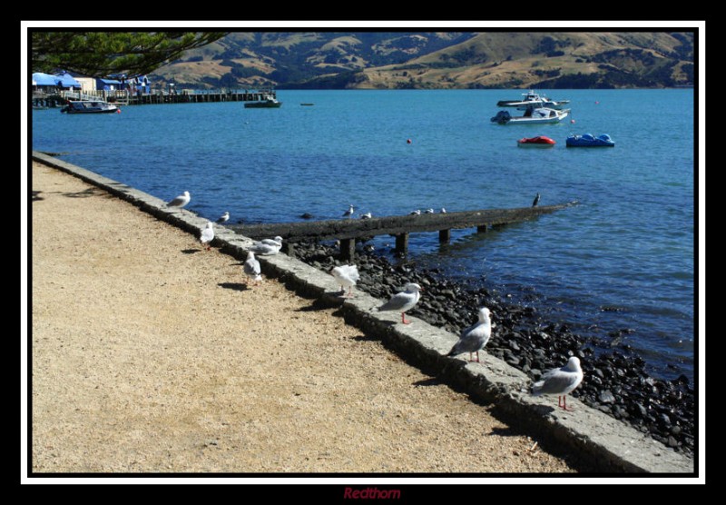 Gaviotas tomando el sol en la baha de Akaroa