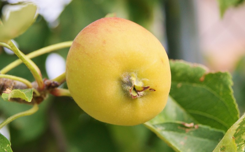 manzana.