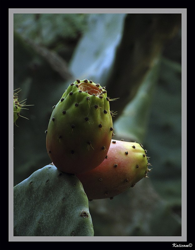 Los chumbos son chungos de pelar