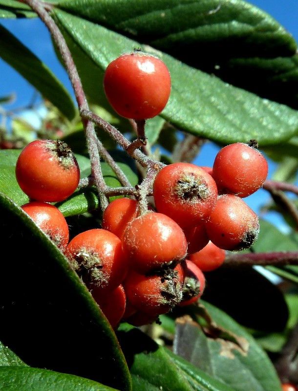 Fruto del alibustre