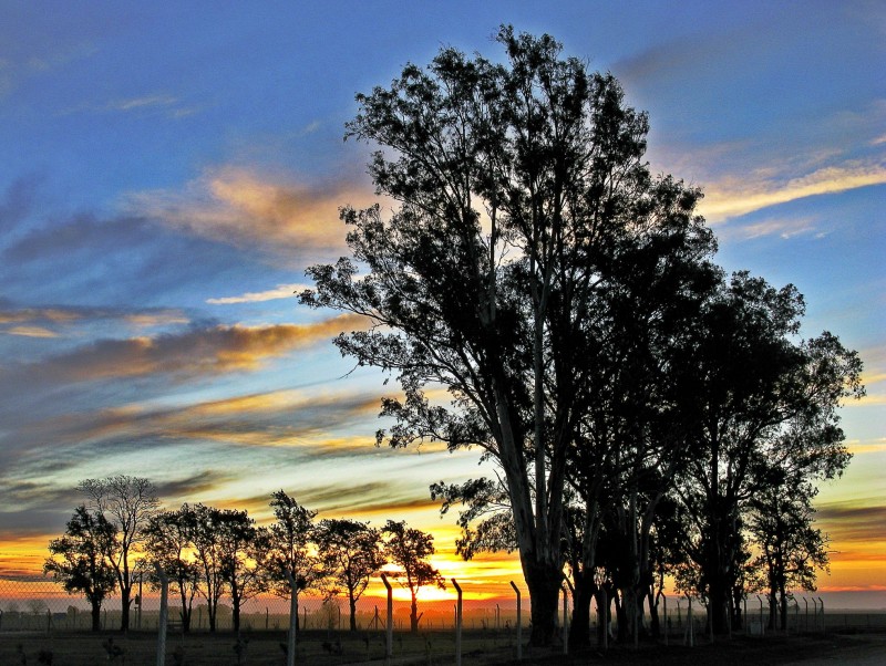 LOS ARBOLES DE SIEMPRE