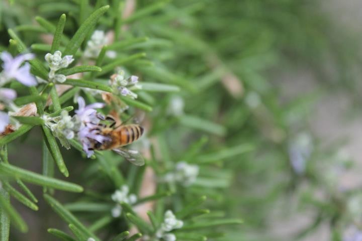 Una abeja en Francia