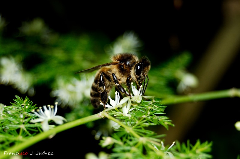 Abeja en esparraguera