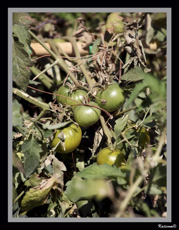 Qu culpa tiene el tomate...