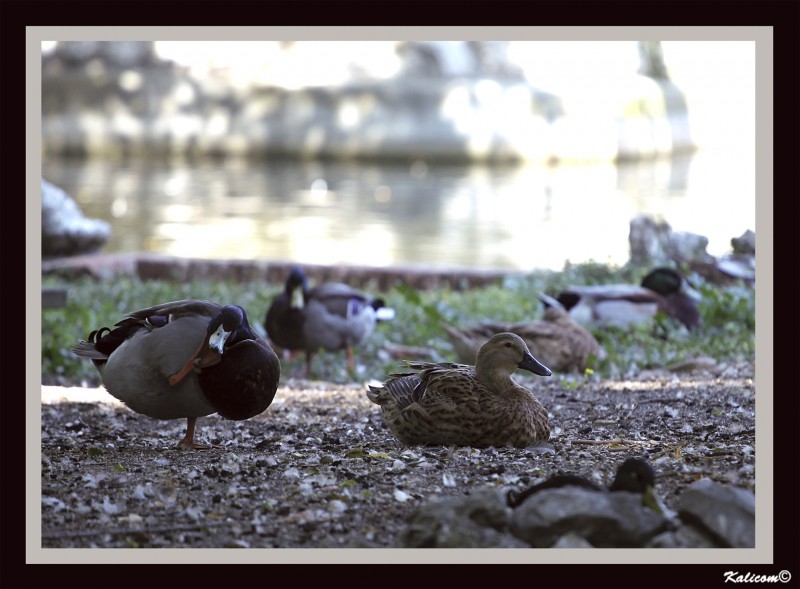 La isla de los patos