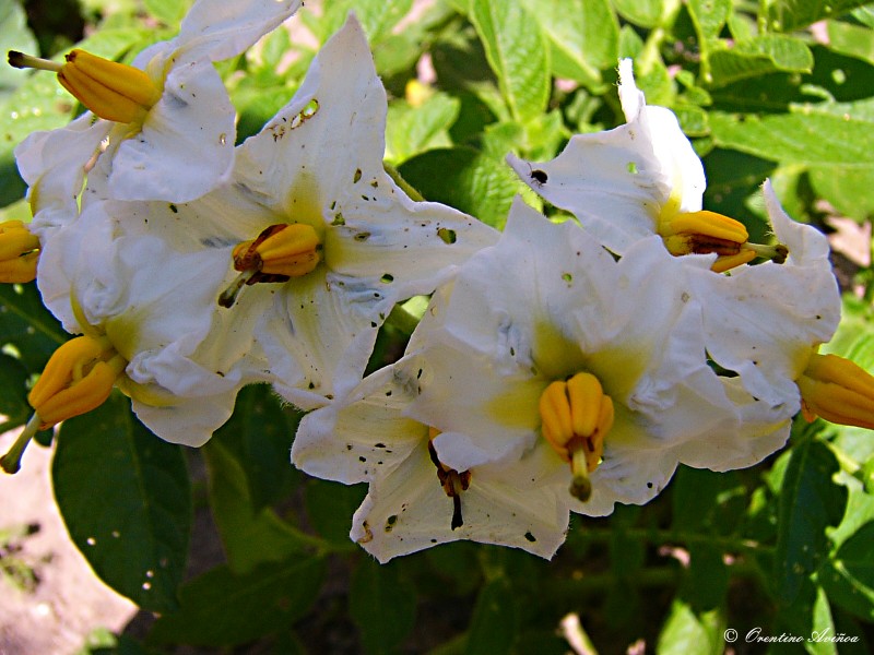 Flor de la papa